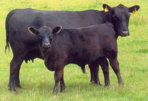 گاو گوشتی نژاد آنگوس{آبردین آنگوس}/Angus cattle